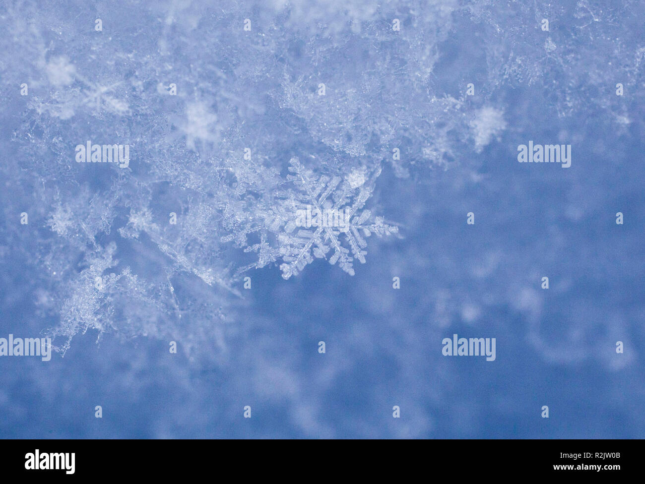 Fiocco di neve Foto Stock