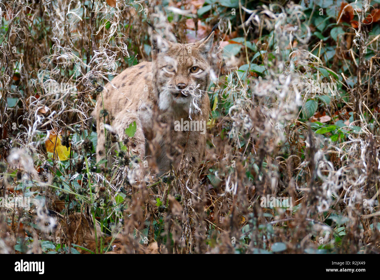 , Lynx Lynx lynx, lince europea, captive, Germania Foto Stock