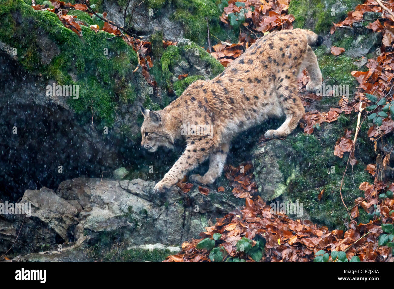 , Lynx Lynx lynx, lince europea, captive, Germania Foto Stock