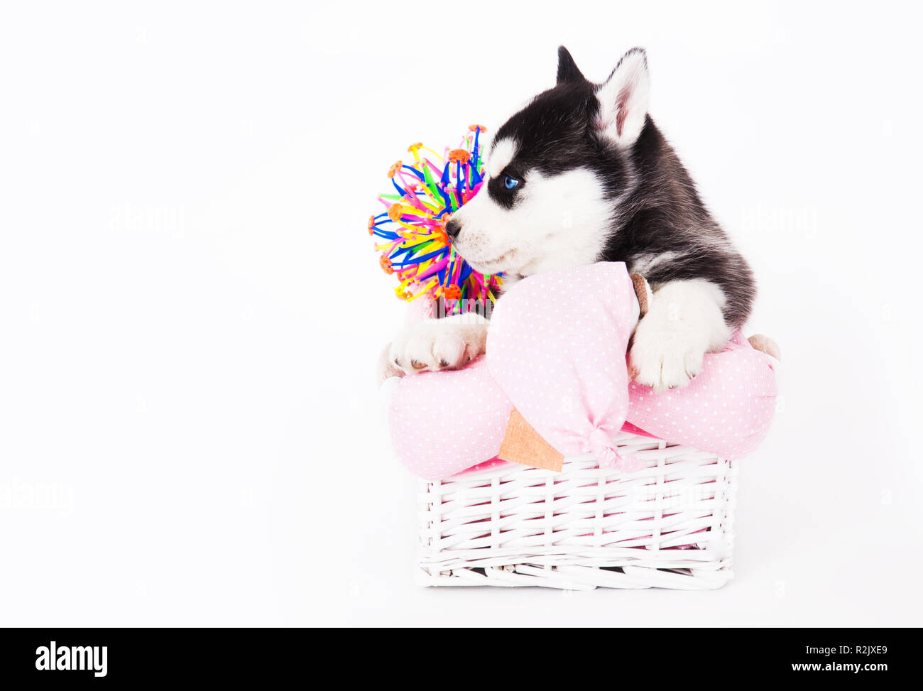 Cucciolo di un Siberian Husky seduto in un cestello in studio su uno sfondo bianco. Foto Stock