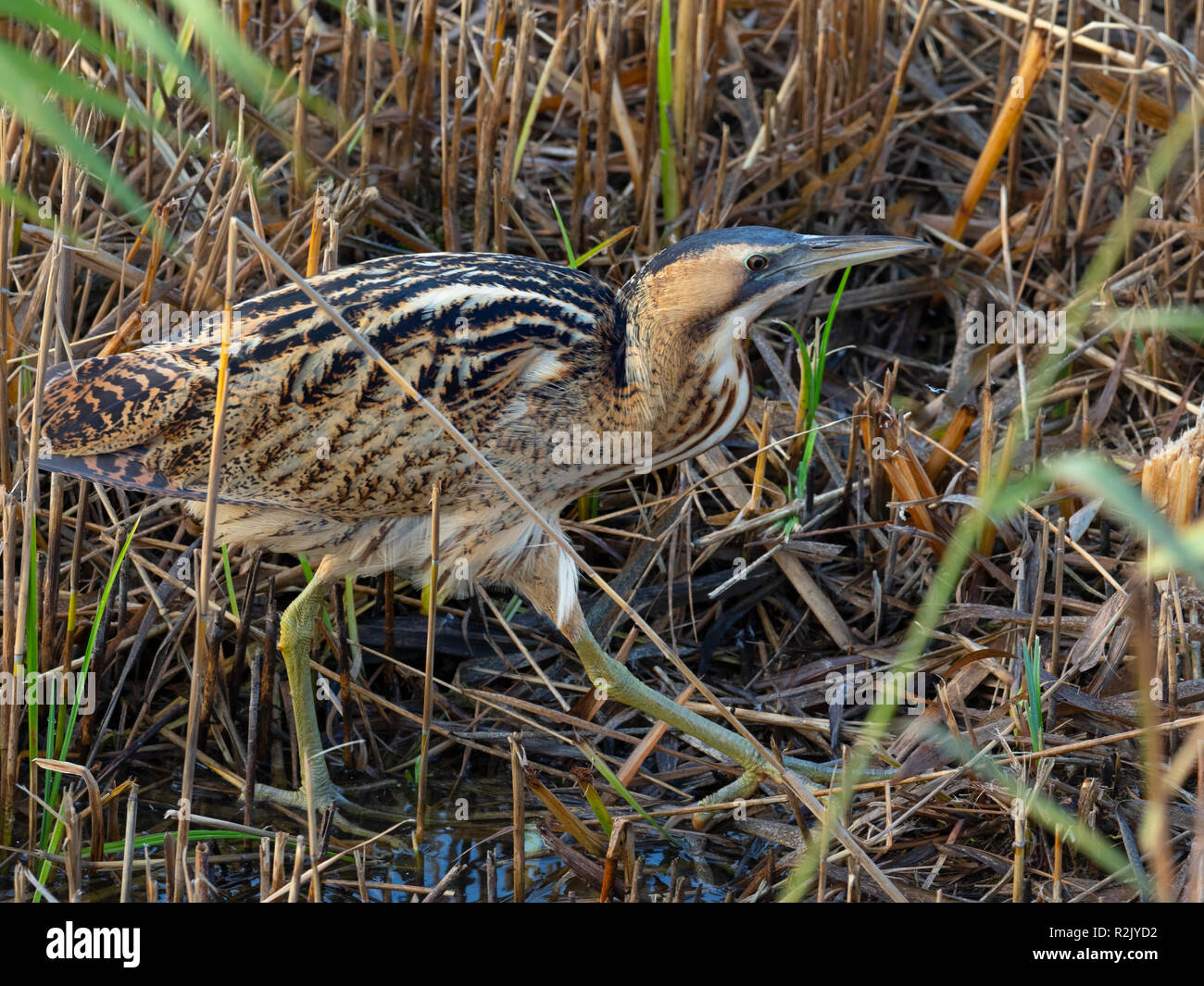 Tarabuso Botaurus stellaris Minsmere alimentazione di riserva RSPB Suffolk Novembre Foto Stock