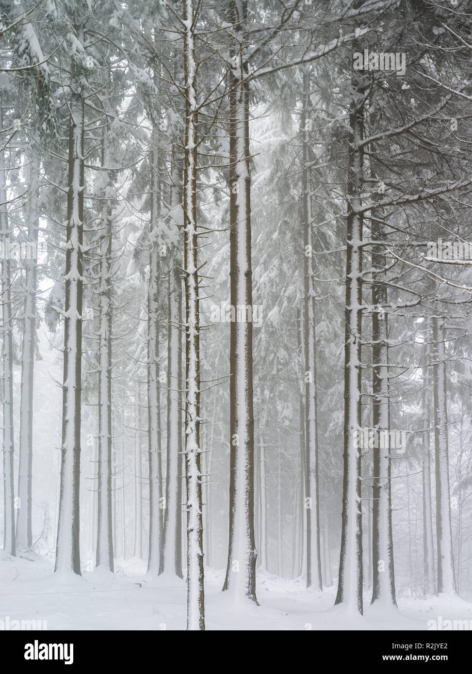 Misty umore nella foresta di inverno Foto Stock