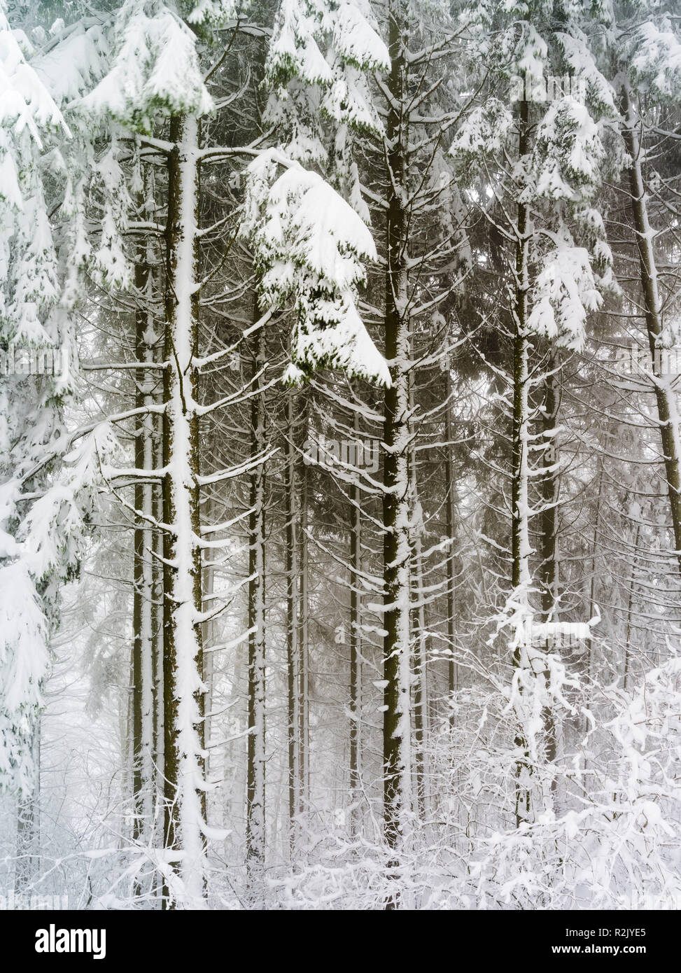 Misty umore nella foresta di inverno Foto Stock