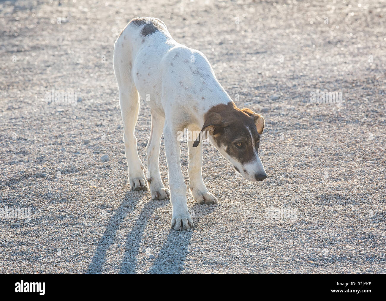 Mongrel cane con un triste fedeli guardano Foto Stock