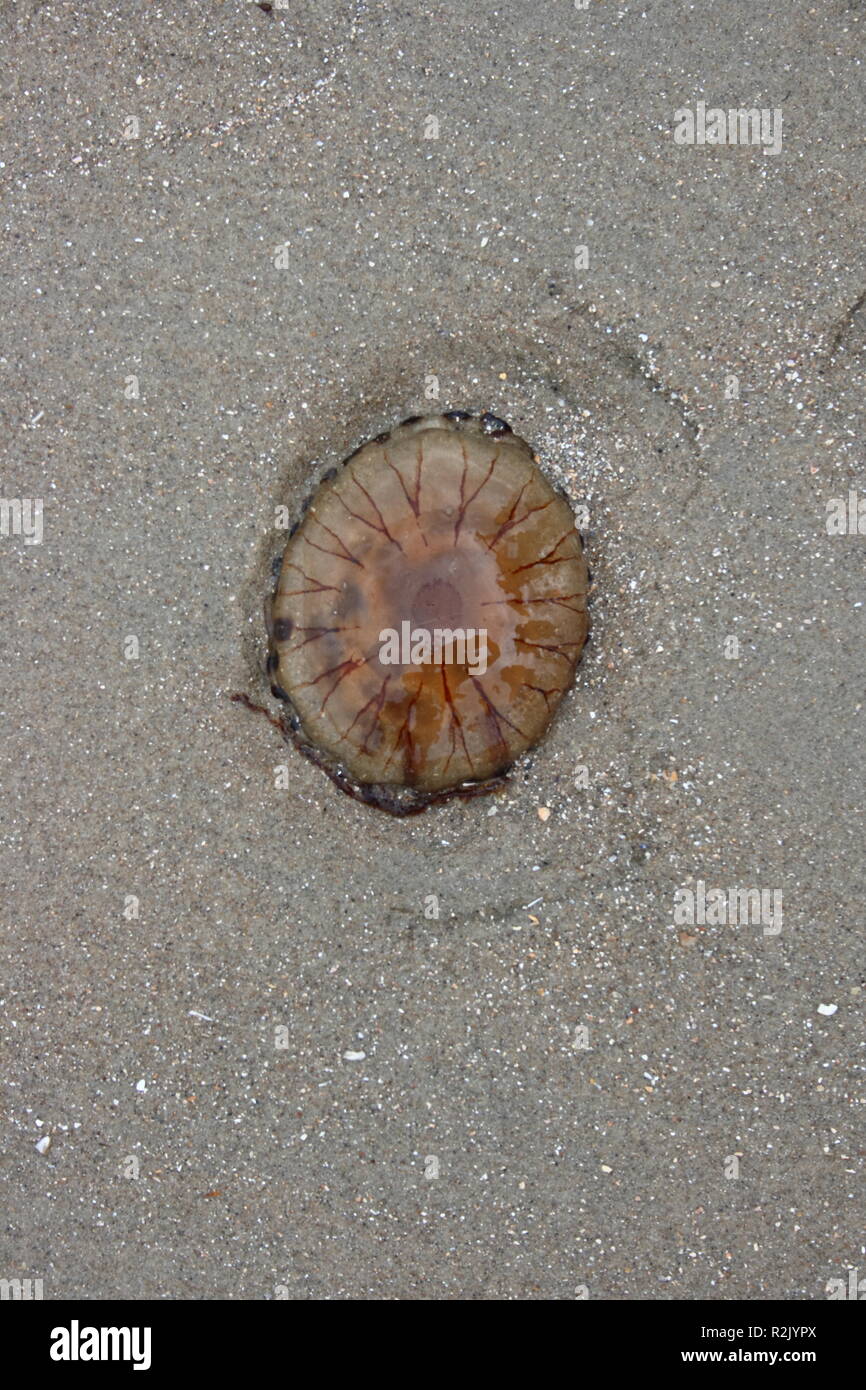 Un grande meduse marrone lavato fino sulla sabbia Foto Stock