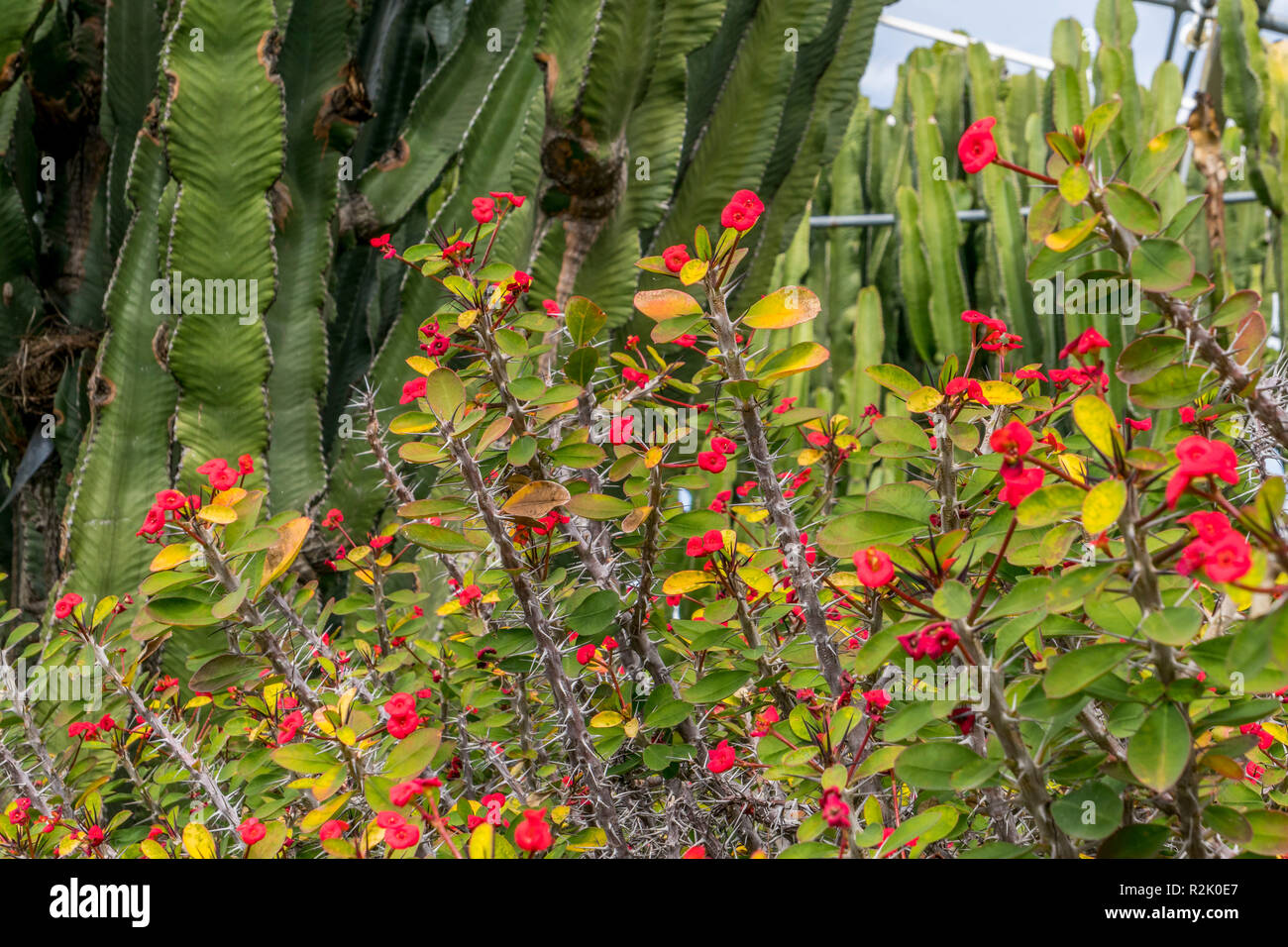 Fioritura la corona di spine (Euphorbia milii), nei giardini di Castel Trauttmansdorff, Merano, Alto Adige, Italia, Europa Foto Stock