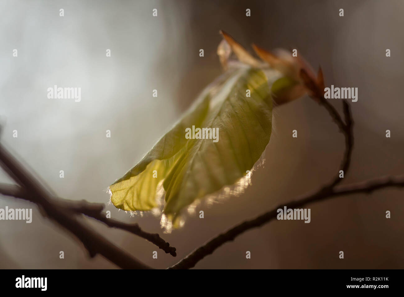 Close up, foglie di faggio Foto Stock