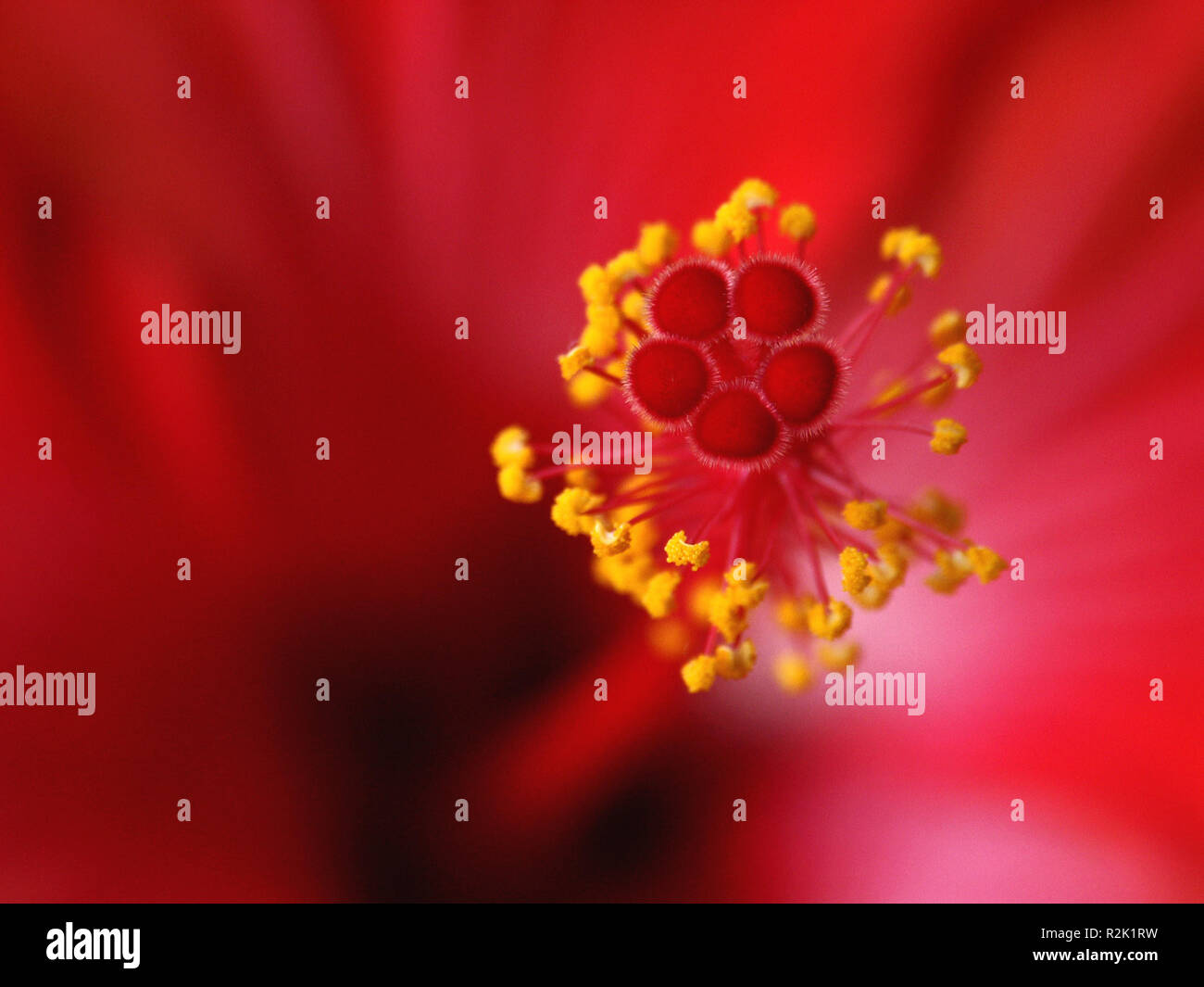 I pistilli macro Foto Stock