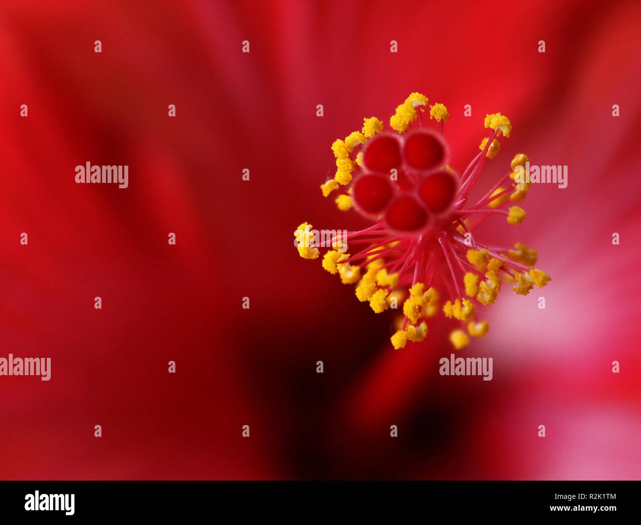 Pistilli di macro Foto Stock