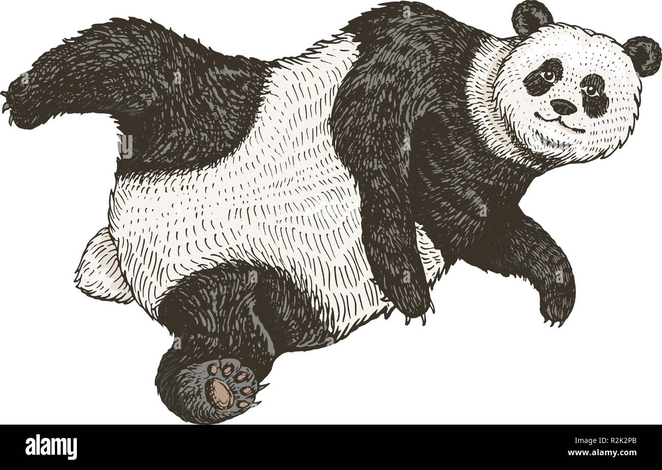 Soaring panda gigante. Un selvaggio animale carino cade giù. bianco e nero orso asiatici in Cina. In stile vintage. Mano inciso bozzetto. Illustrazione Vettoriale