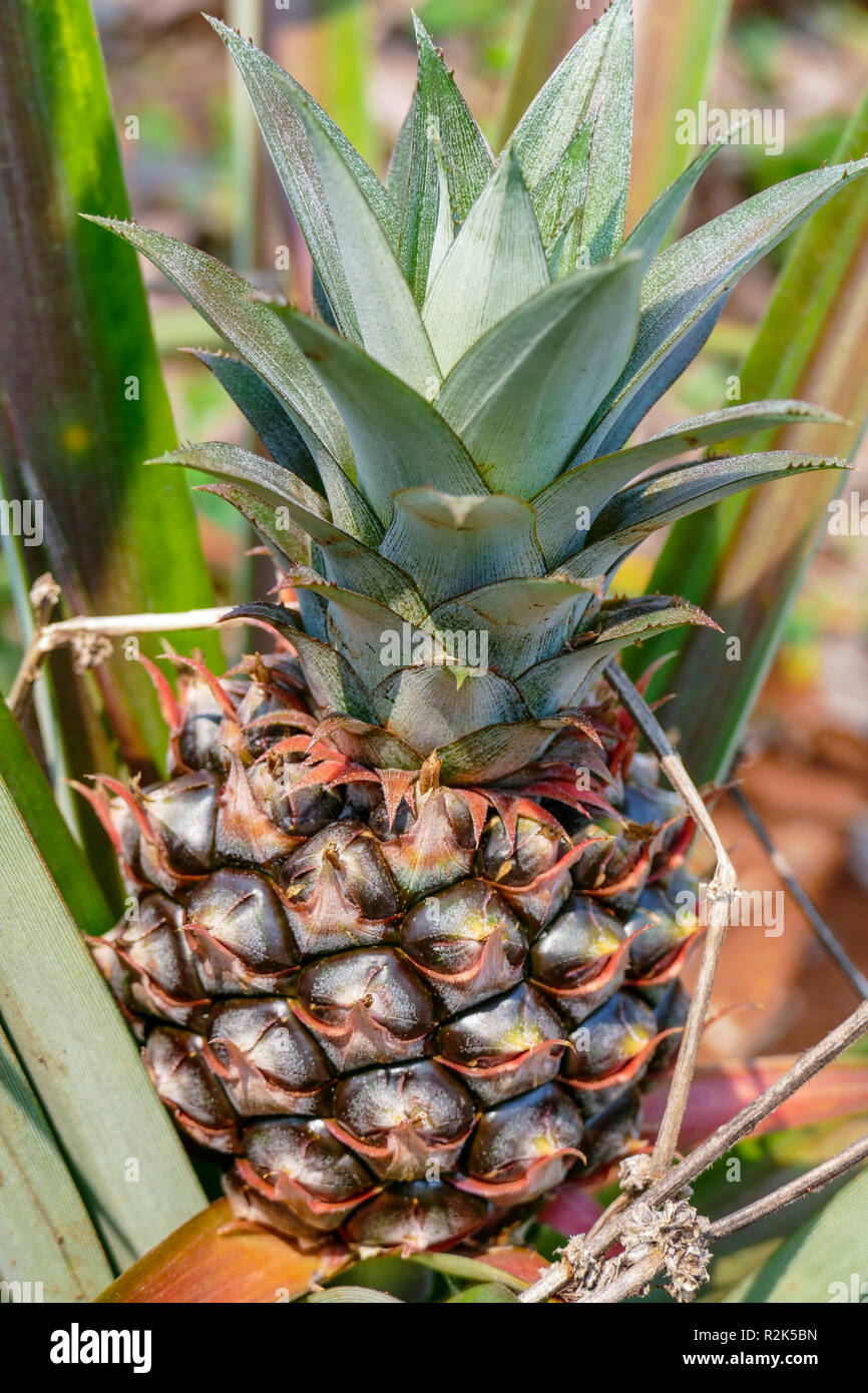 Thailandia, Asia, piantagione di Ananas Foto Stock