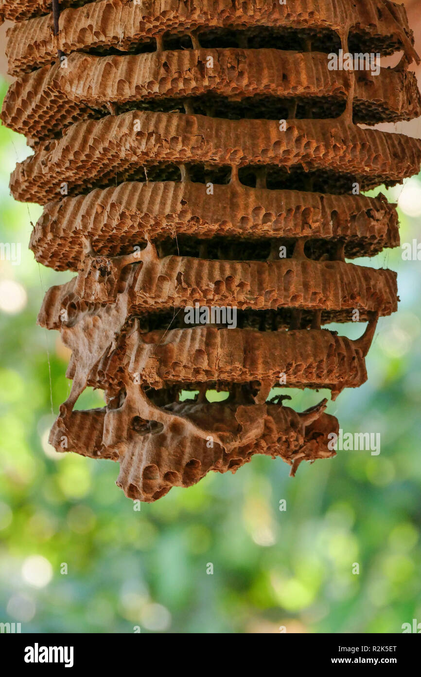 Favi di api selvatiche Foto Stock
