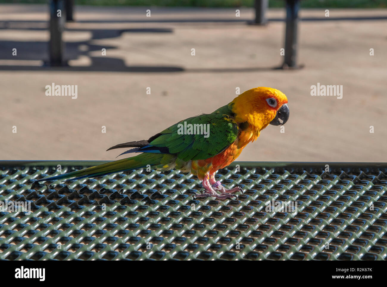 Un Jenday Conure, Aratinga jandaya, un tipo di pappagallo di piccole dimensioni, sorge su una superficie di metallo nella luce della sera. Foto Stock
