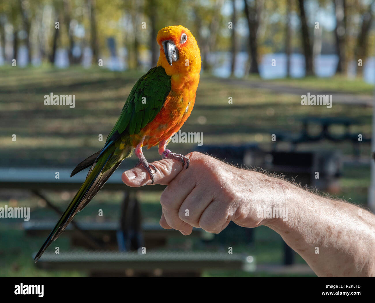 Un Jenday Conure, Aratinga jandaya, un tipo di pappagallo di piccole dimensioni, posatoi sul suo proprietario la mano nella luce della sera. Foto Stock