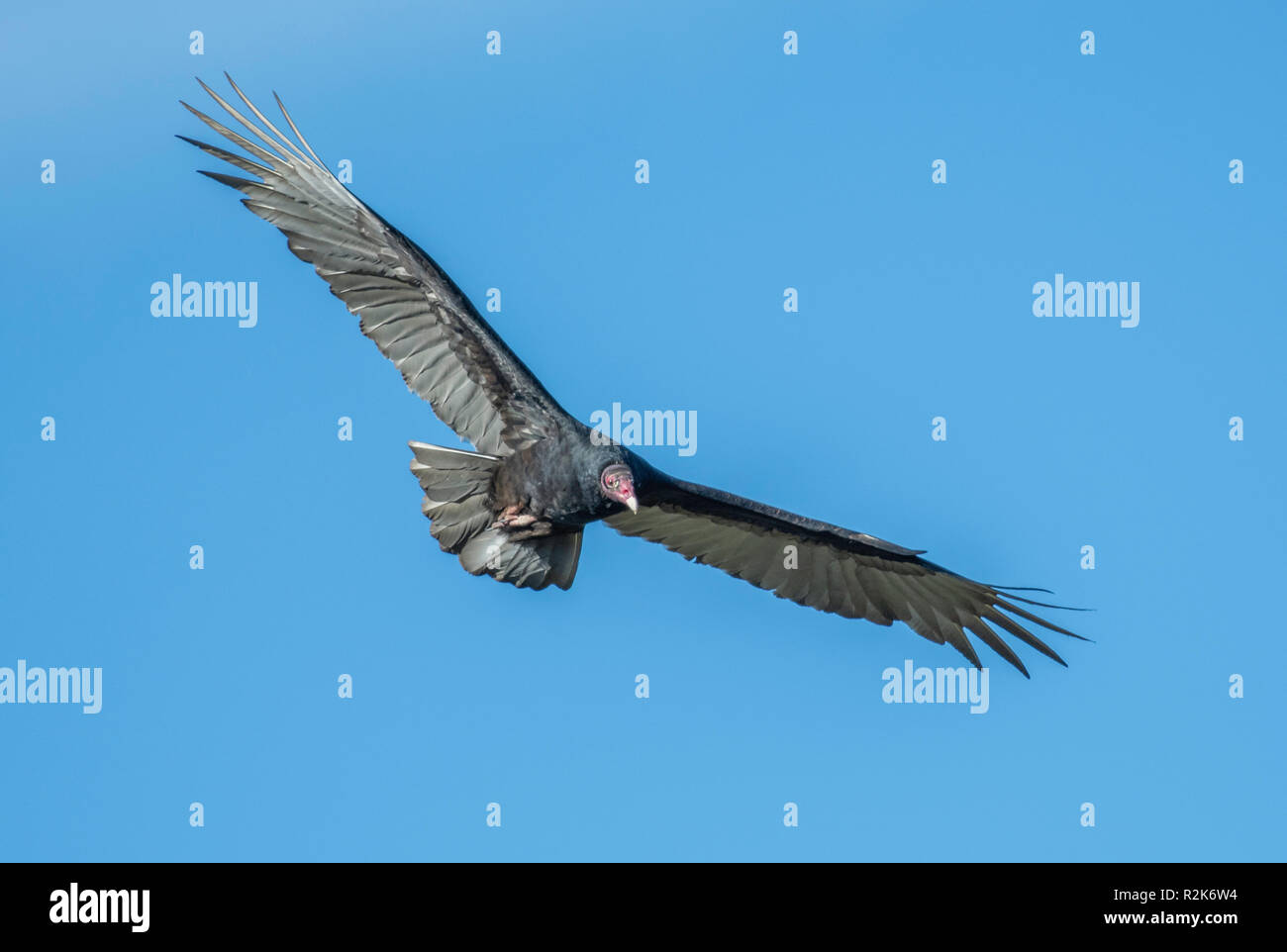 Un tacchino avvoltoio, Cathartes aura, in volo nel nord-ovest della Louisiana. Foto Stock