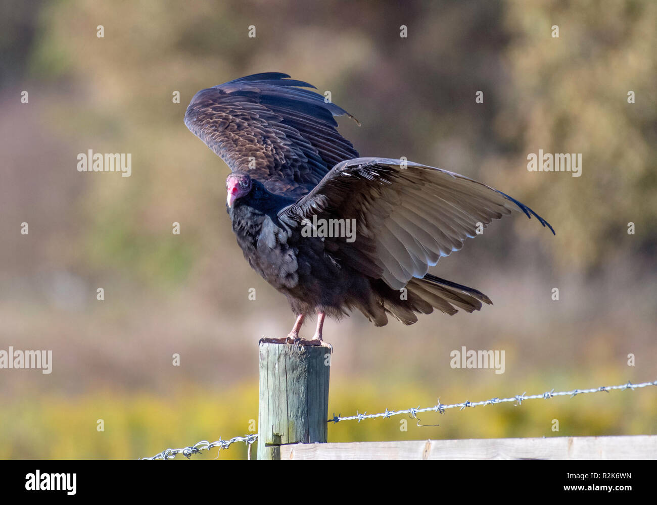 Un tacchino avvoltoio, Cathartes aura, posatoi su un palo da recinzione nel nord-ovest della Louisiana, e diffondere le sue ali. Foto Stock