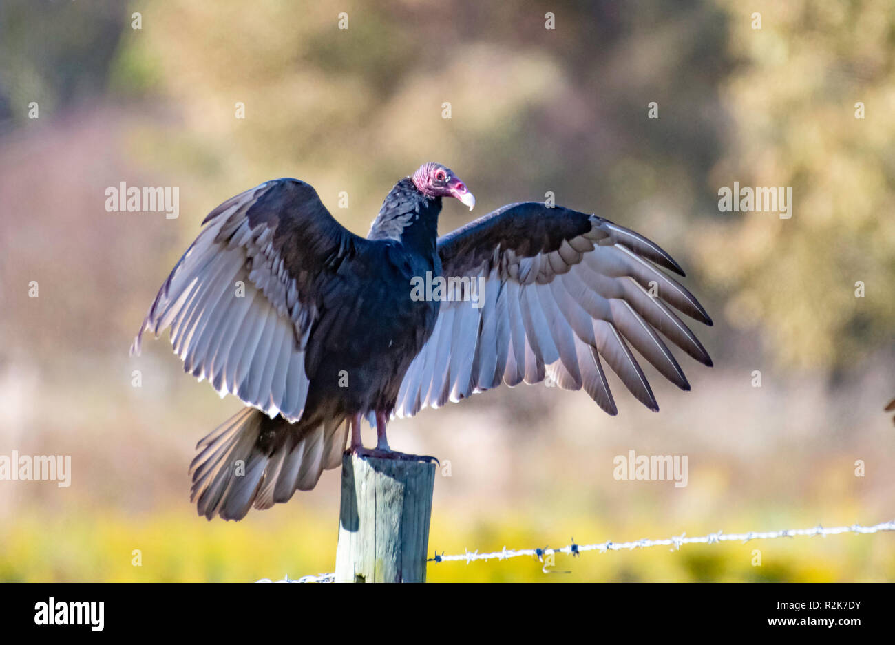 Un tacchino avvoltoio, Cathartes aura, posatoi su un palo da recinzione nel nord-ovest della Louisiana, e diffondere le sue ali. Foto Stock