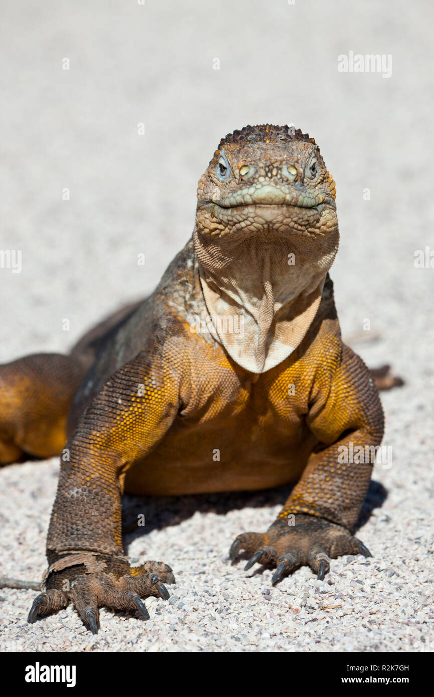 Terra Galapagos Iguana, Conolophus subcristatus, North Seymour, Galapagos, Ecuador Foto Stock