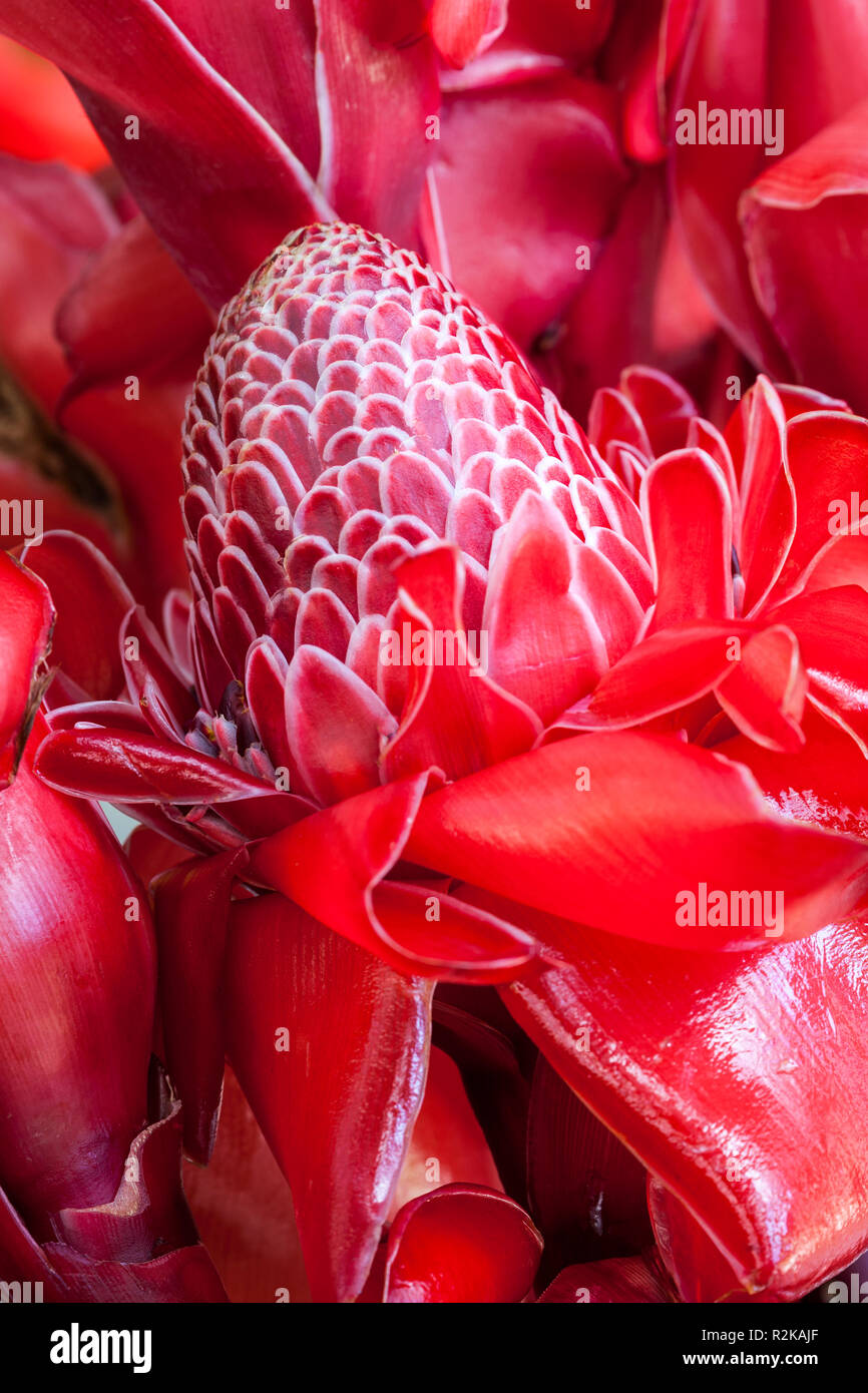 Torcia rosso fiore di zenzero o Etlingera elatior, in Argovia piantagione di caffè nei pressi di Tapachula, Chiapas, Messico. Foto Stock