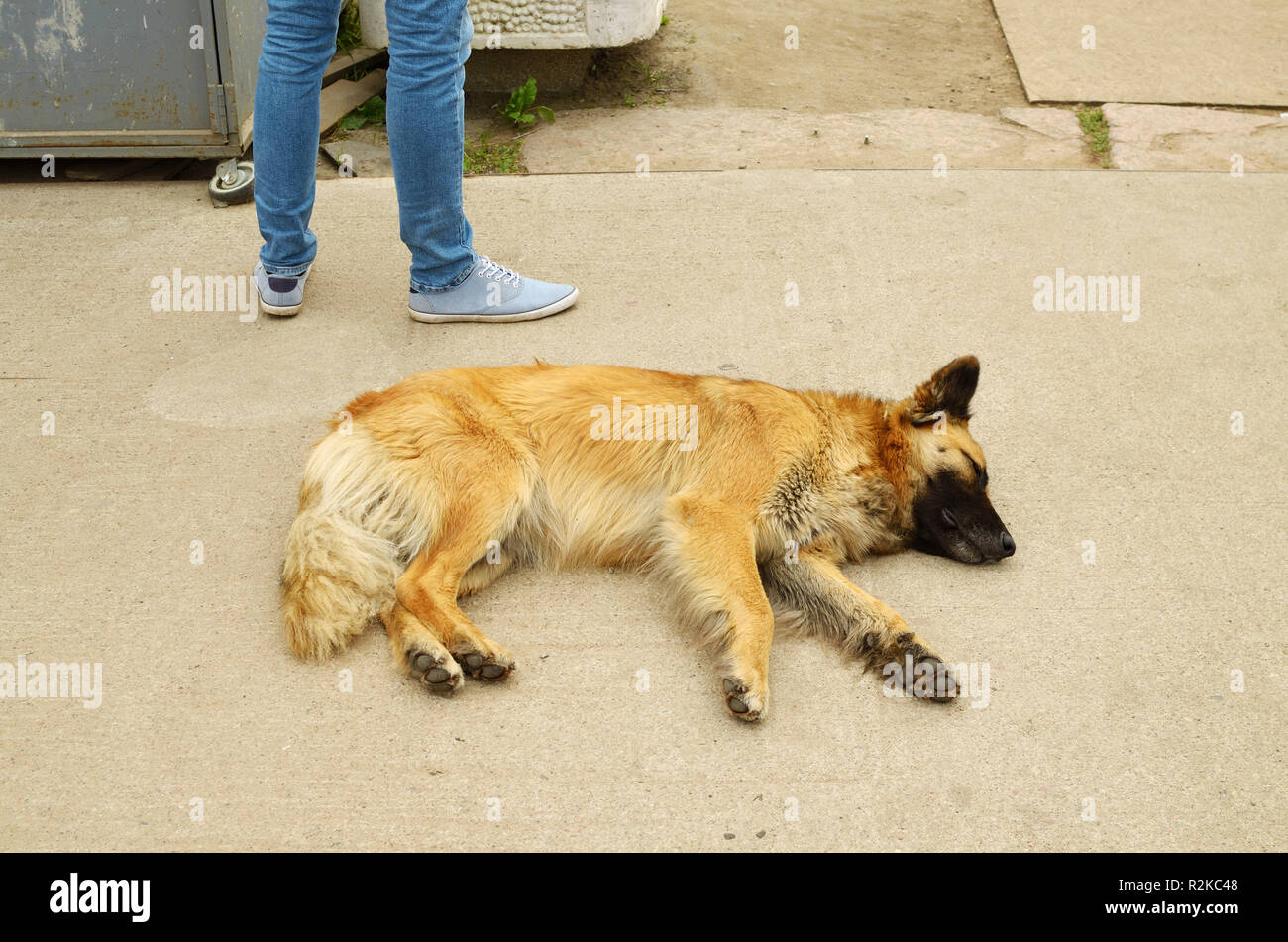 Il cane si è addormentato sull'asfalto caldo.non prestando attenzione a passanti . Foto Stock