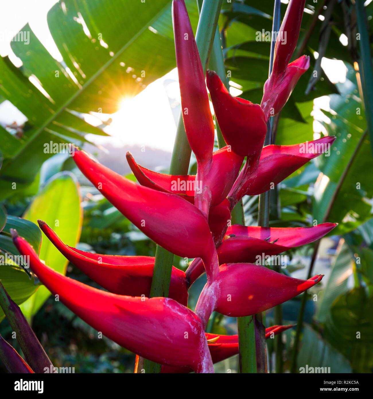 Un irlandese rosso fiore heliconia vicino a Tapachula, Chiapas, Messico. Foto Stock