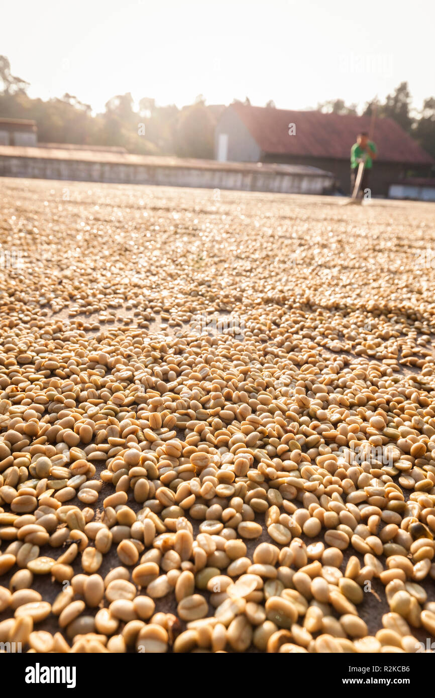 Un lavoratore fa righe di chicchi di caffè durante il processo di essiccamento a Finca Hamburgo piantagione di caffè nei pressi di Tapachula, Chiapas, Messico. Foto Stock