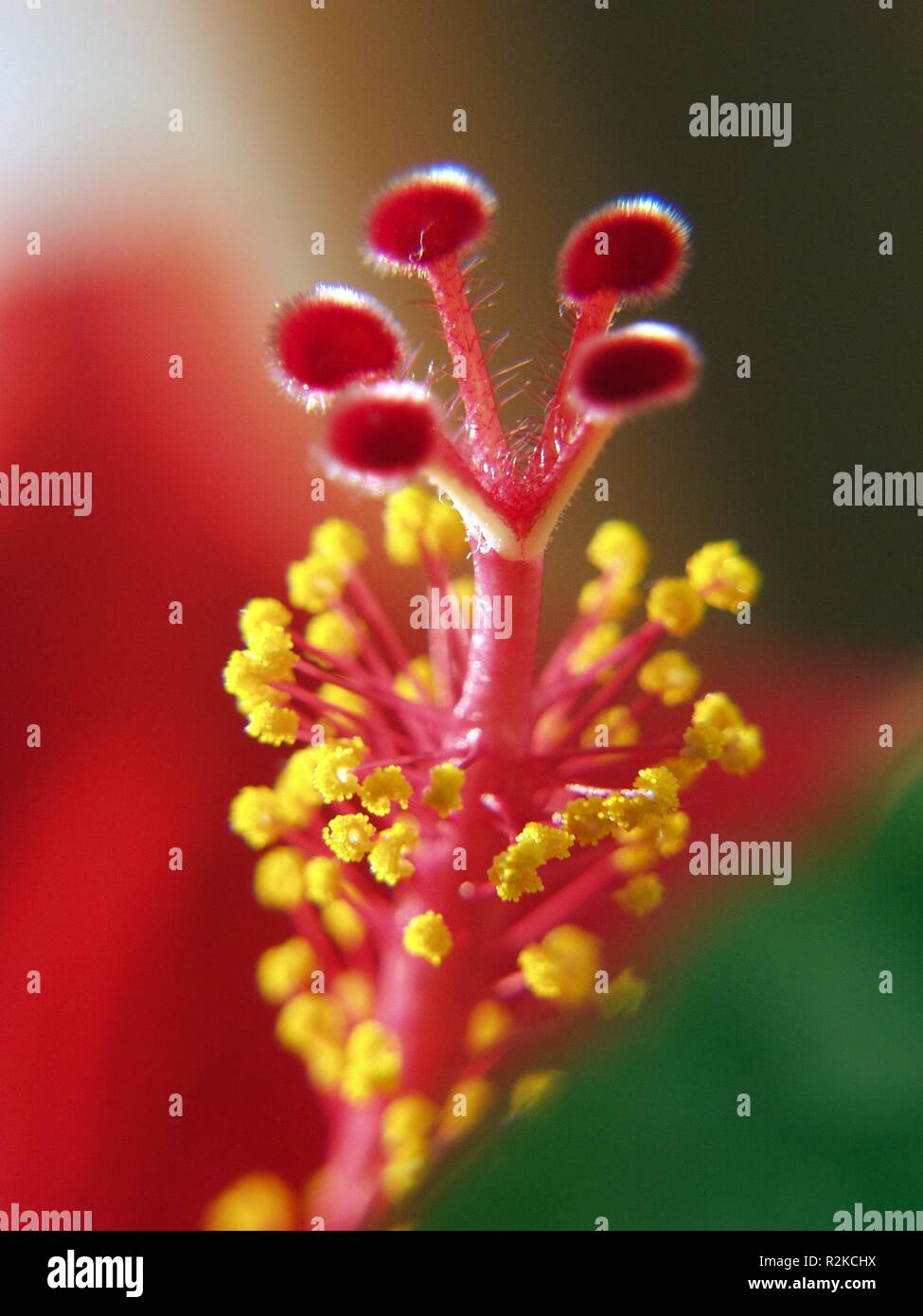 Tempio di ibisco Foto Stock