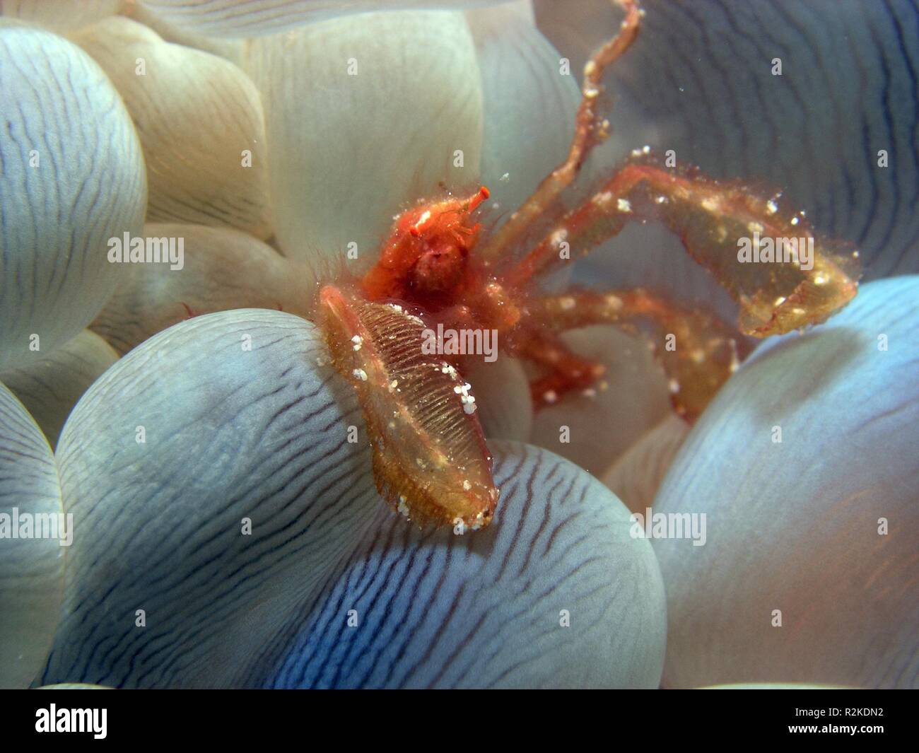 Bubble coral gamberetti (achaeus japonicus) Foto Stock