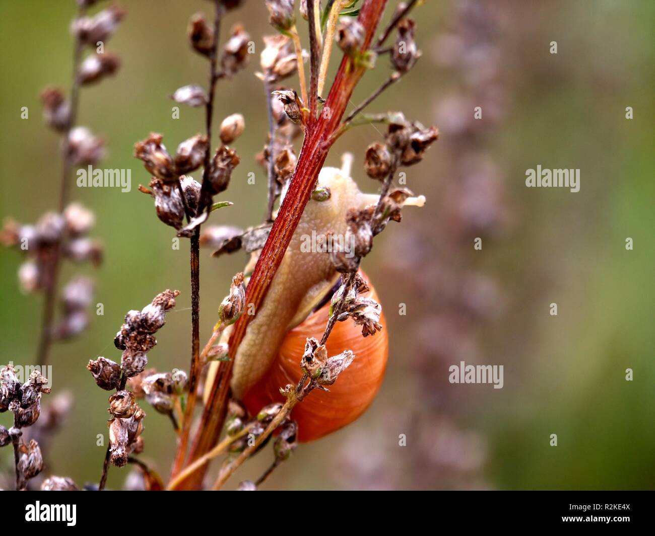 Va a passo di lumaca sul ramo da dietro Foto Stock