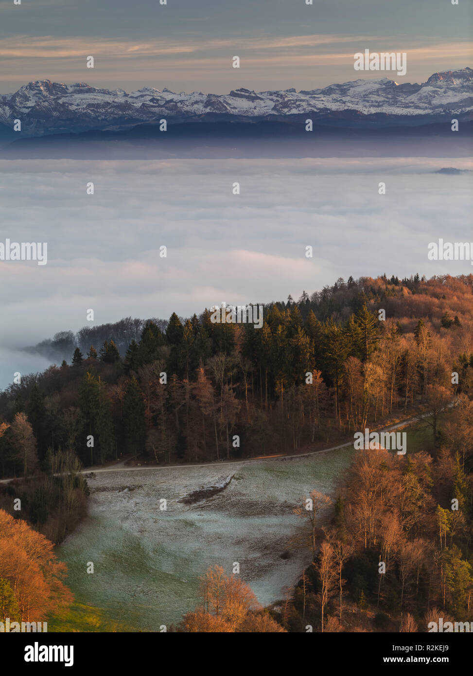 Autunno high fog umore sull'Uetliberg vicino a Zurigo con Alpenkamm all'orizzonte Foto Stock