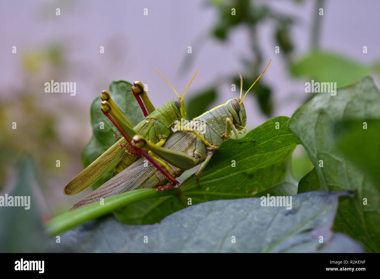 Cavallette verde immagini e fotografie stock ad alta risoluzione - Alamy
