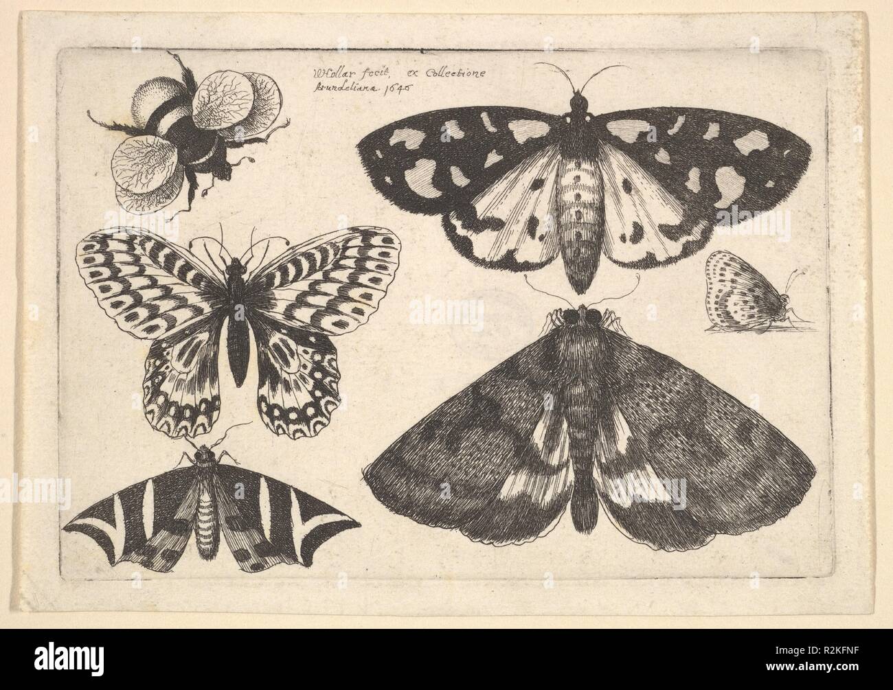 Tre falene, due farfalle e un Bumble Bee. Artista: Wenceslaus Hollar (boemo, Praga 1607-1677 Londra). Dimensioni: Piastra: 3 3/16 x 4 5/8 in. (8,1 × 11,8 cm) foglio: 3 5/8 x 5 1/8 in. (9,2 × 13 cm). Serie/Portfolio: farfalle e insetti, Muscarum scarabeorum, dodici piastre. Data: 1646. Tre falene, due farfalle e un Bumble Bee. Museo: Metropolitan Museum of Art di New York, Stati Uniti d'America. Foto Stock