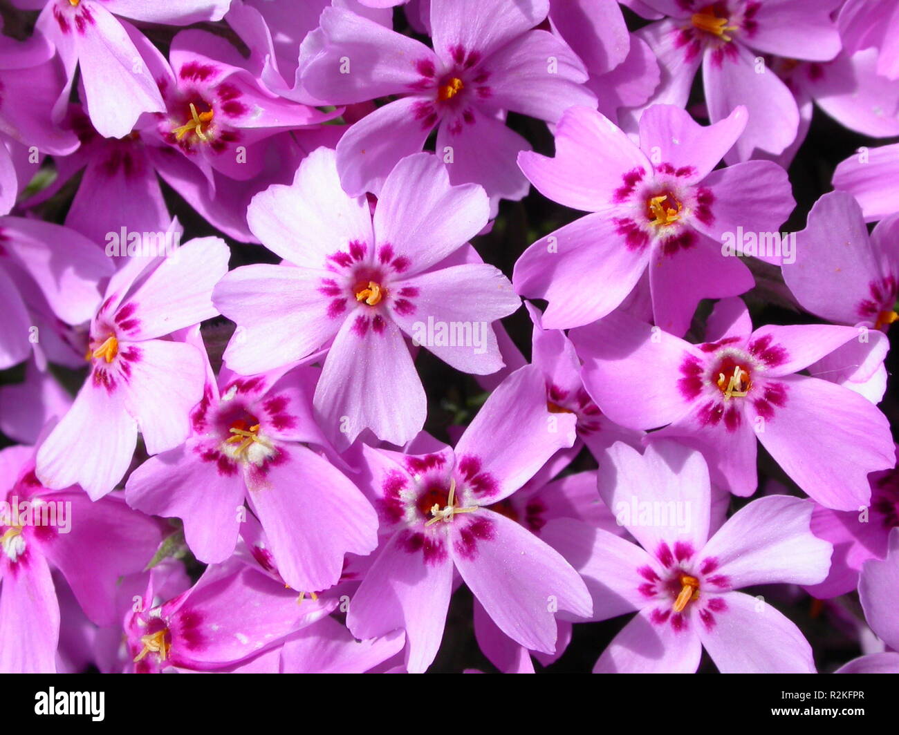 Fiori moss Foto Stock