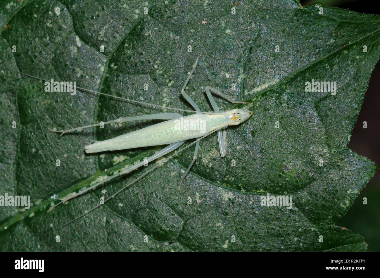 A stretta albero alato di Cricket, Oecanthus niveus appena molted femmina Foto Stock