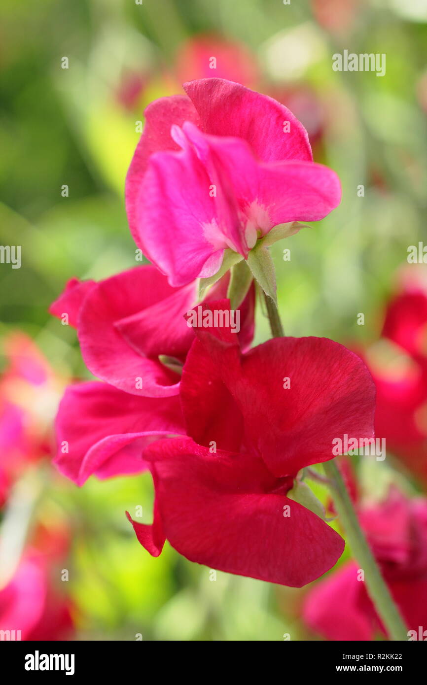 Lathyrus odoratus "Henry Thomas', un fragrante Spencer pisello dolce, REGNO UNITO Foto Stock