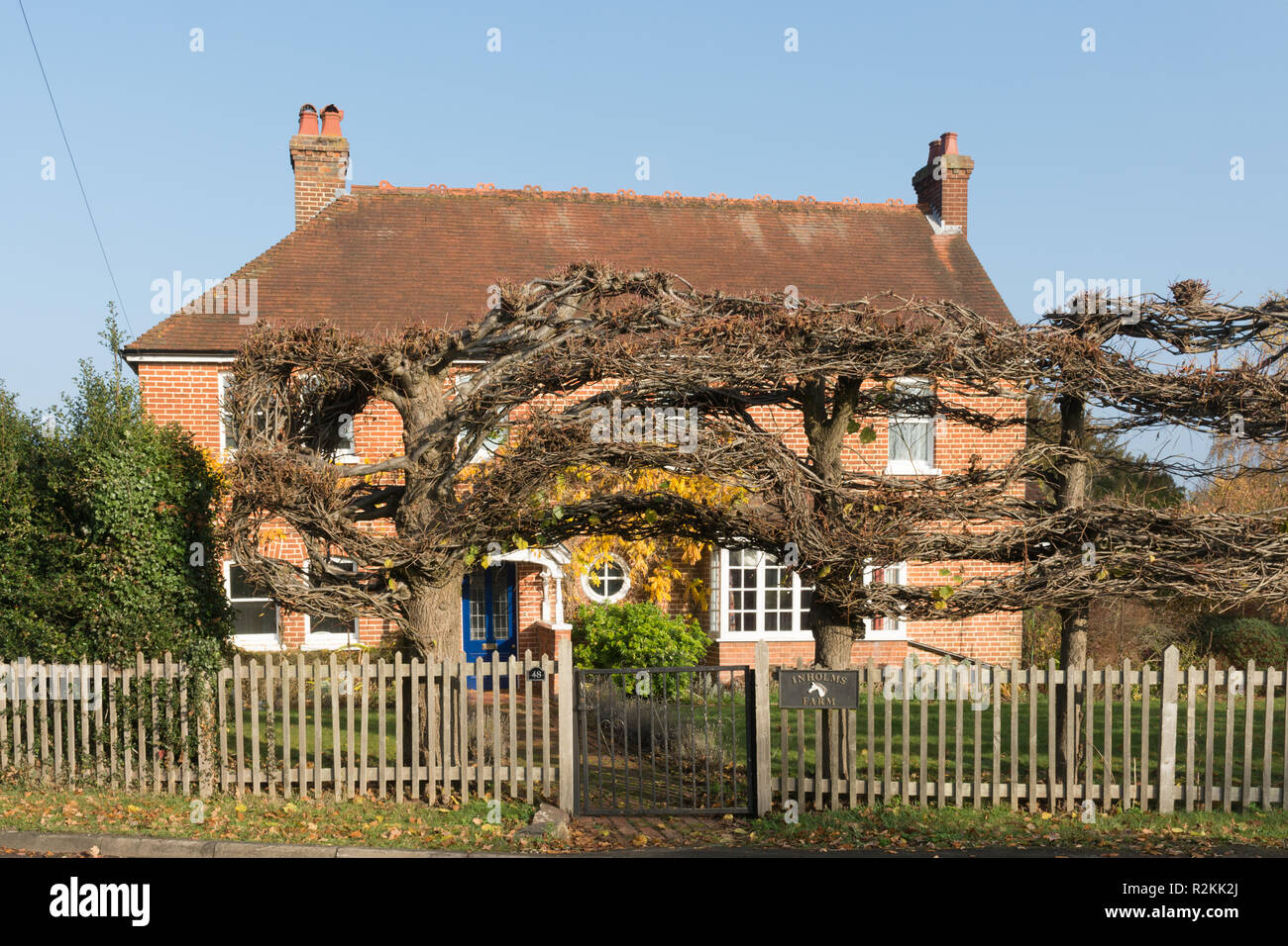 Casa con pollarded alberi in Wood Street Village nel Surrey, Regno Unito Foto Stock