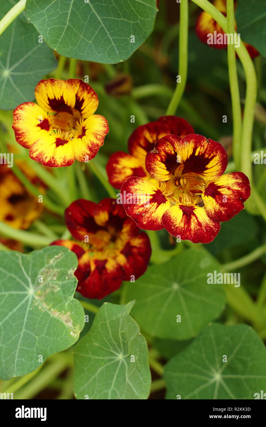 Tropaeolum majus. Nasturtium "Orchid fiamma', un attraente mezzo annuale hardy Foto Stock