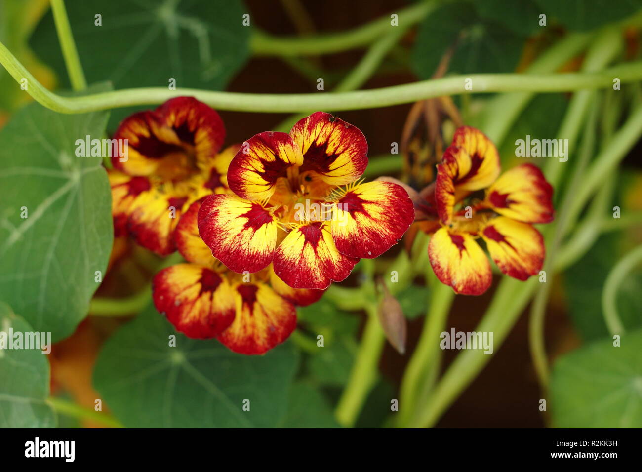 Tropaeolum majus. Nasturtium "Orchid fiamma', un attraente mezzo annuale hardy Foto Stock
