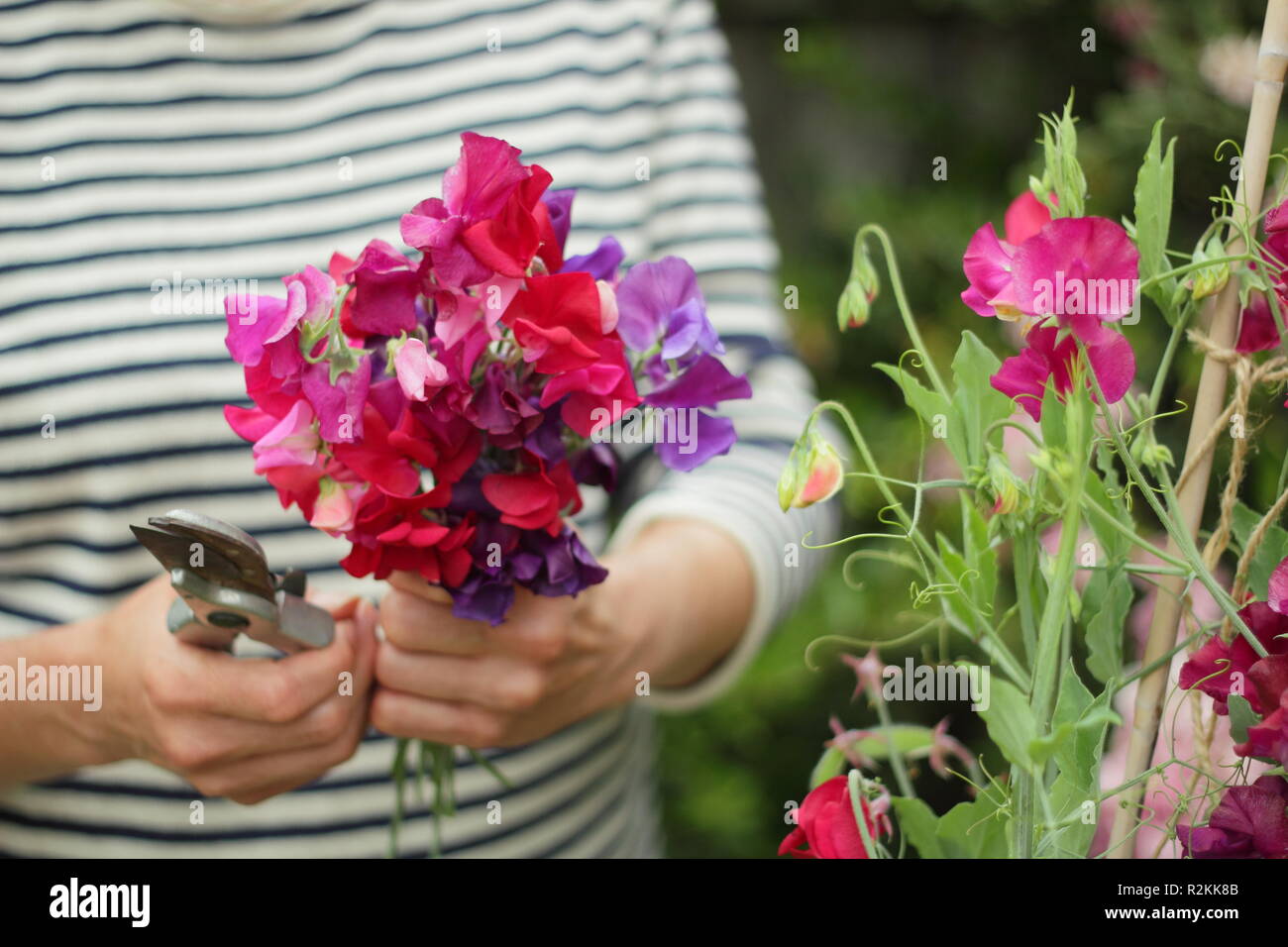 Lathyrus odoratus. Donna di raccogliere un mazzetto di Spencer pisello dolce fiori in un giardino inglese, REGNO UNITO Foto Stock