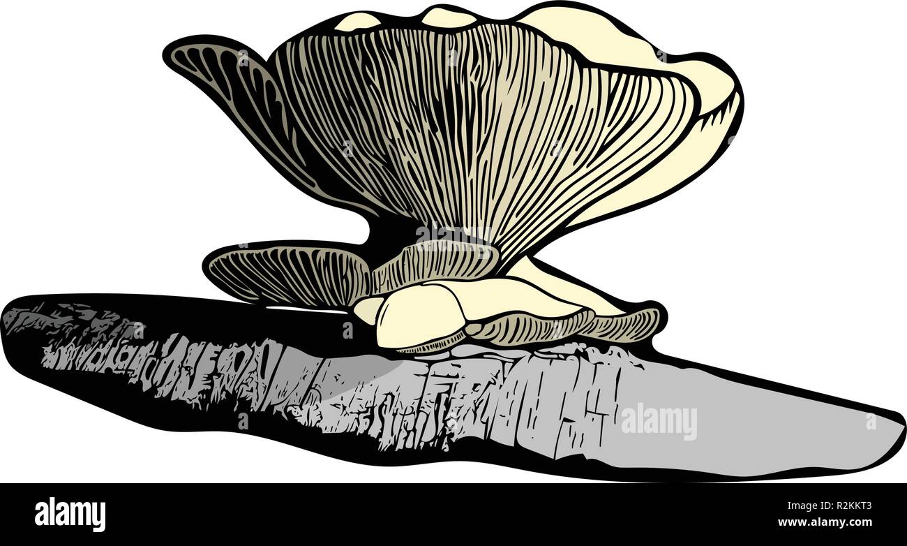 Colorata grafica vettoriale del singolo Oyster funghicoltura su caduto betulla dell'Etna. Illustrazione Vettoriale