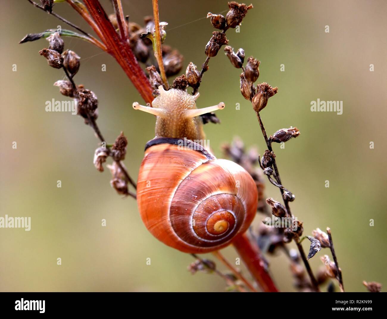 Va a passo di lumaca sul ramo Foto Stock