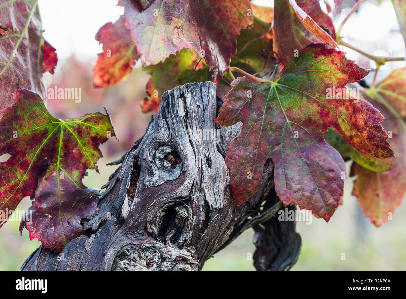 Macro di secca e vecchia uva-cuscinetto tronco di vite con secchi foglie rosse. Fine della stagione di raccolto nella vinificazione. Foto Stock