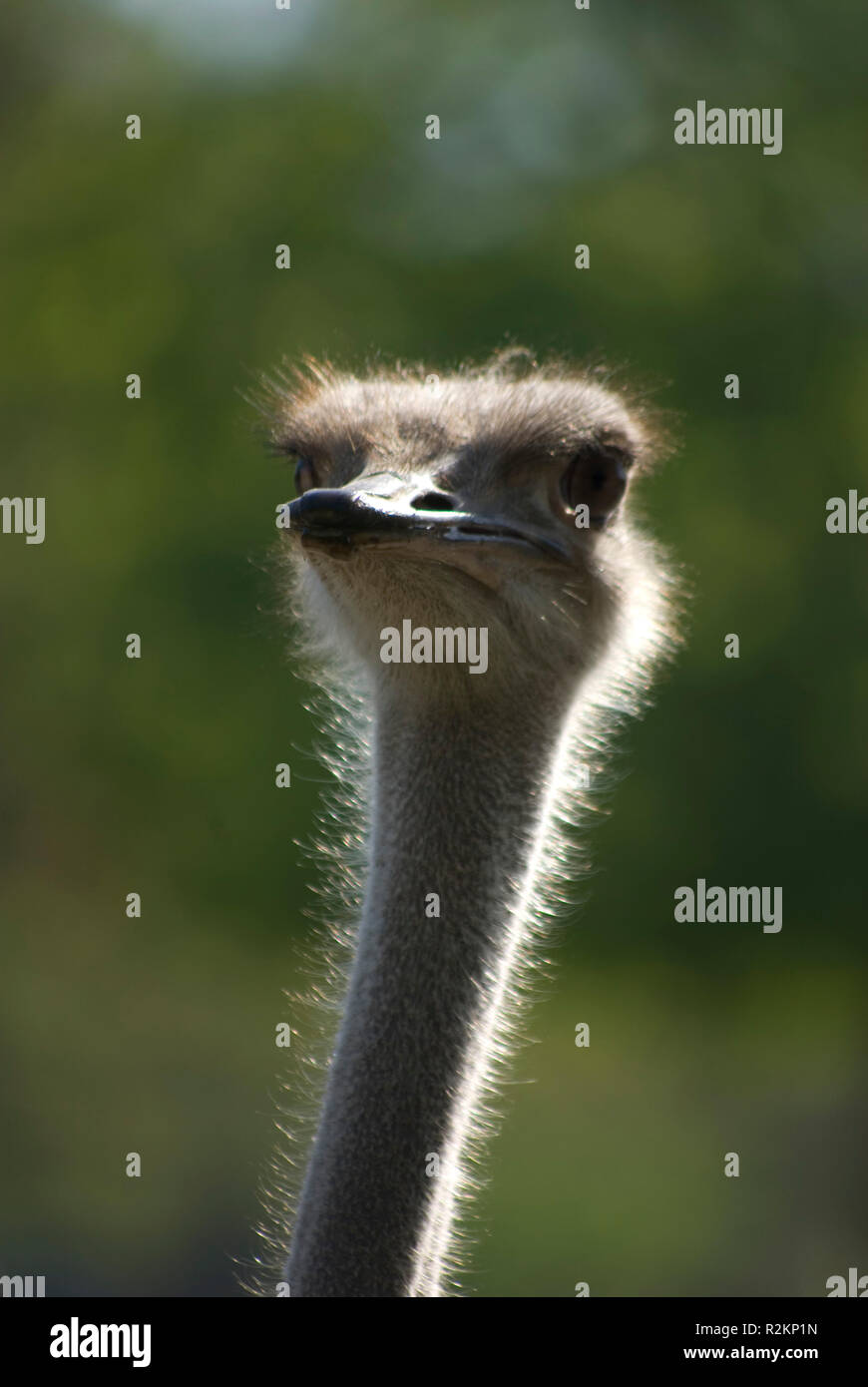 Io sono bellissimo Foto stock - Alamy
