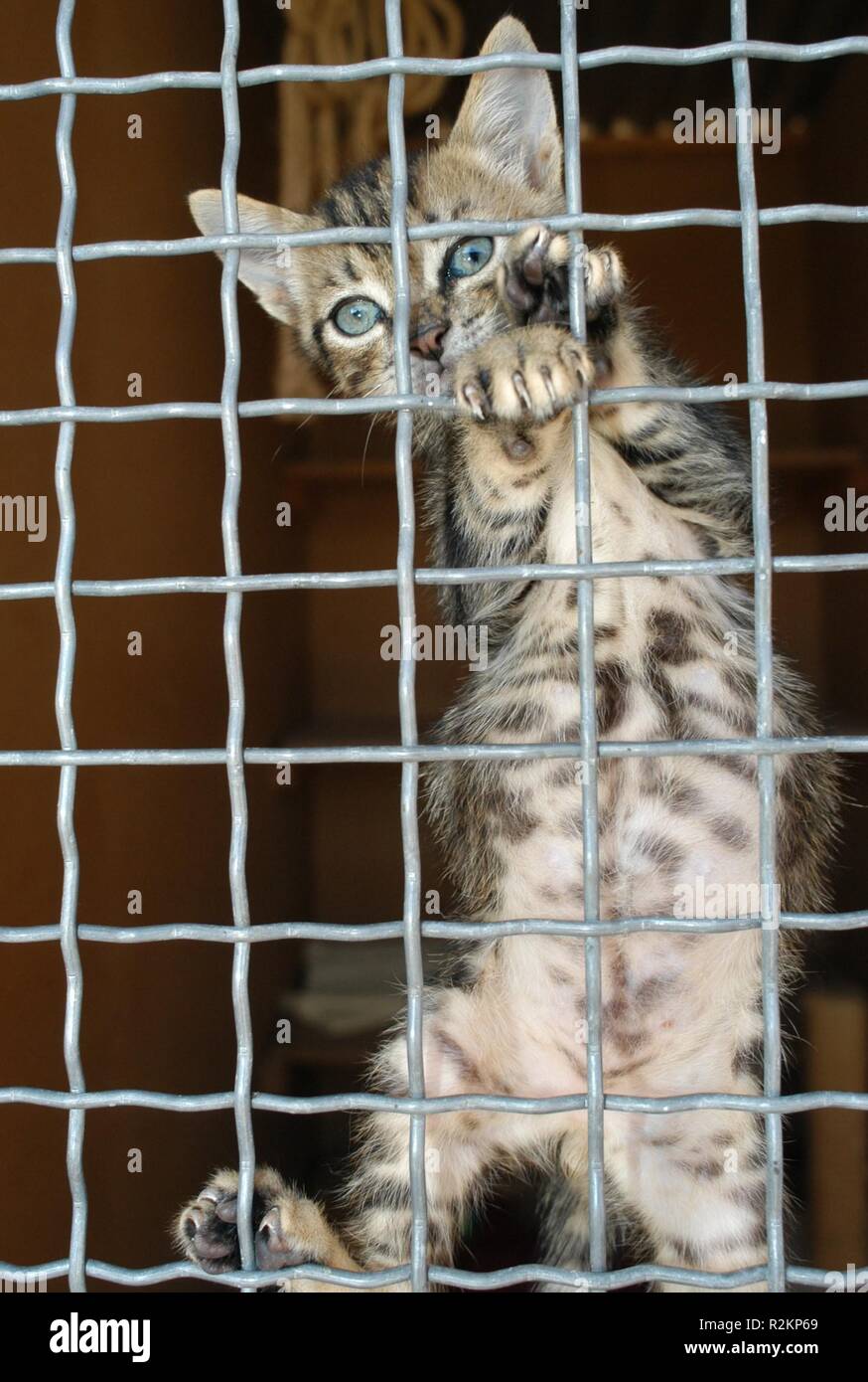 gatto dietro le sbarre Foto Stock