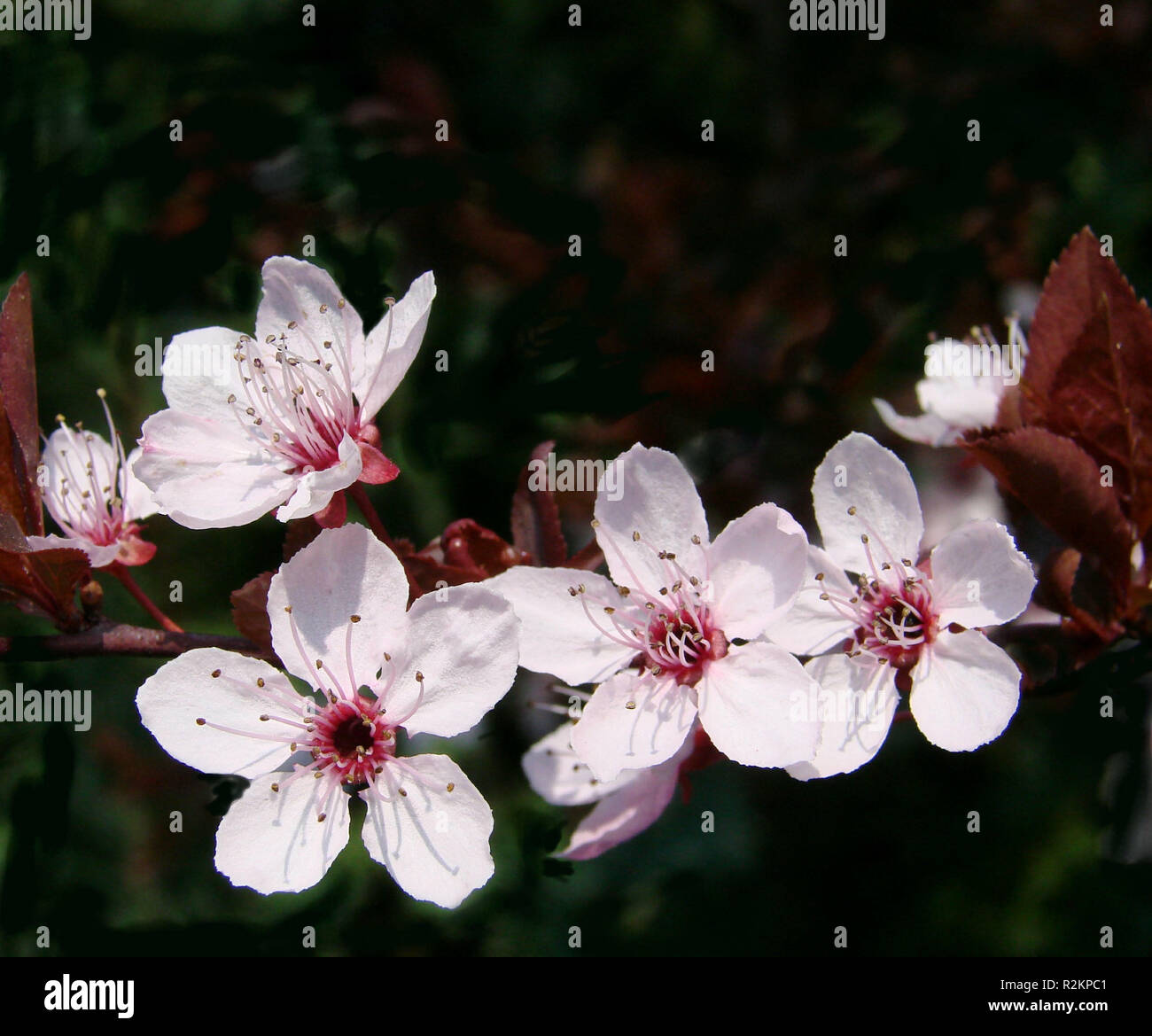 Fiori sulla boccola Foto Stock