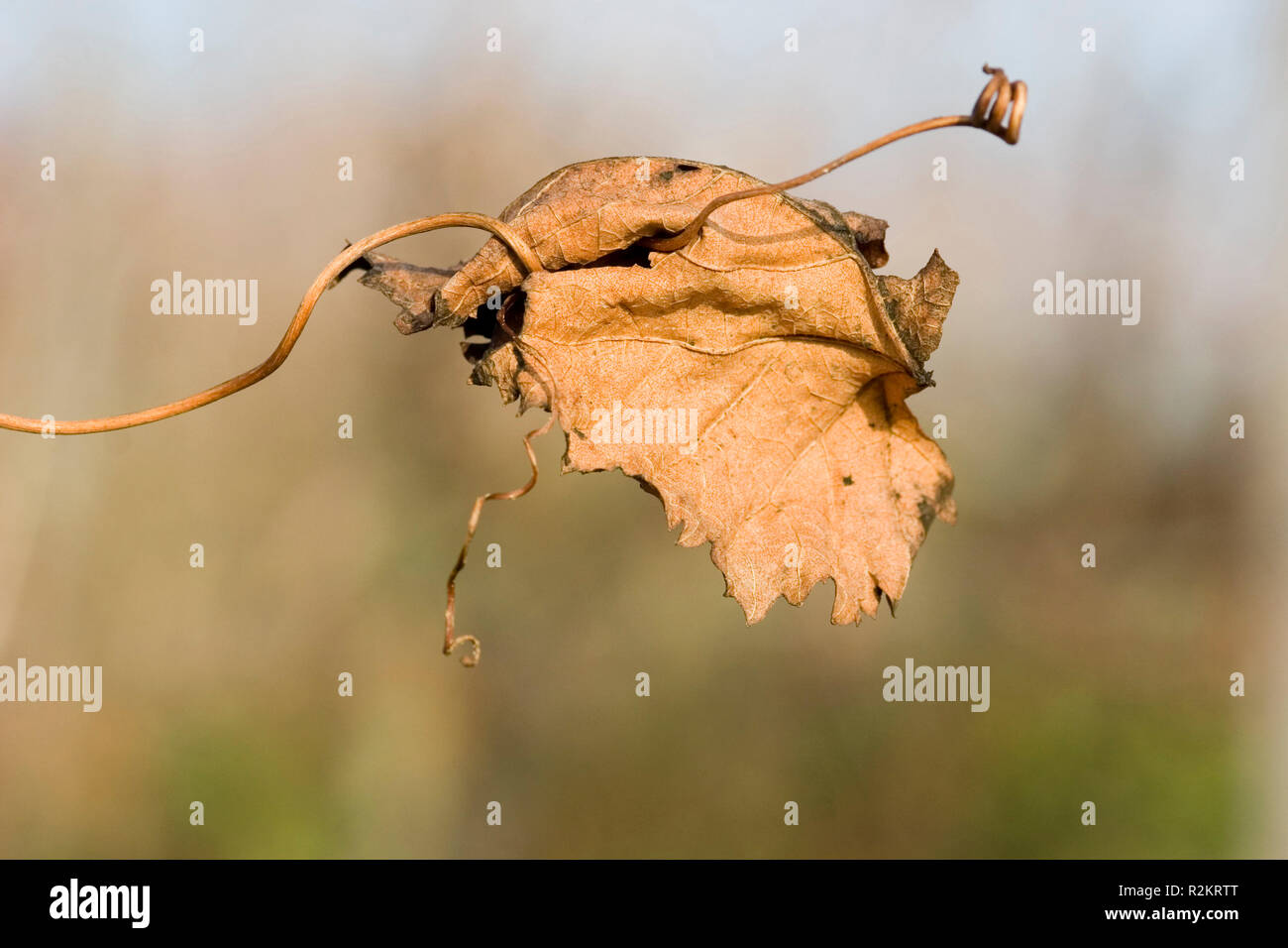 Essiccata su foglia di vite Foto Stock