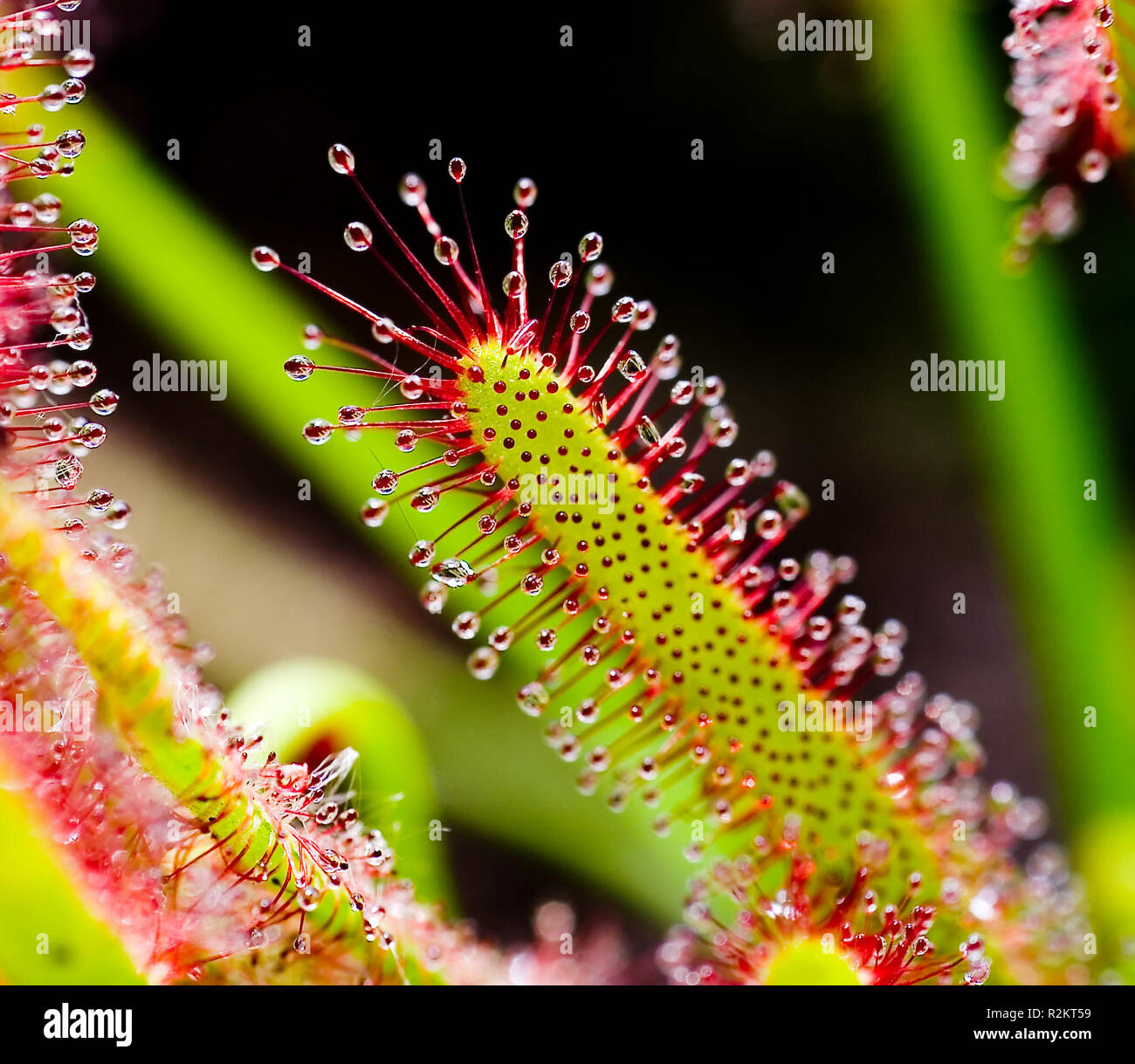 Sundew drosera capensis Foto Stock