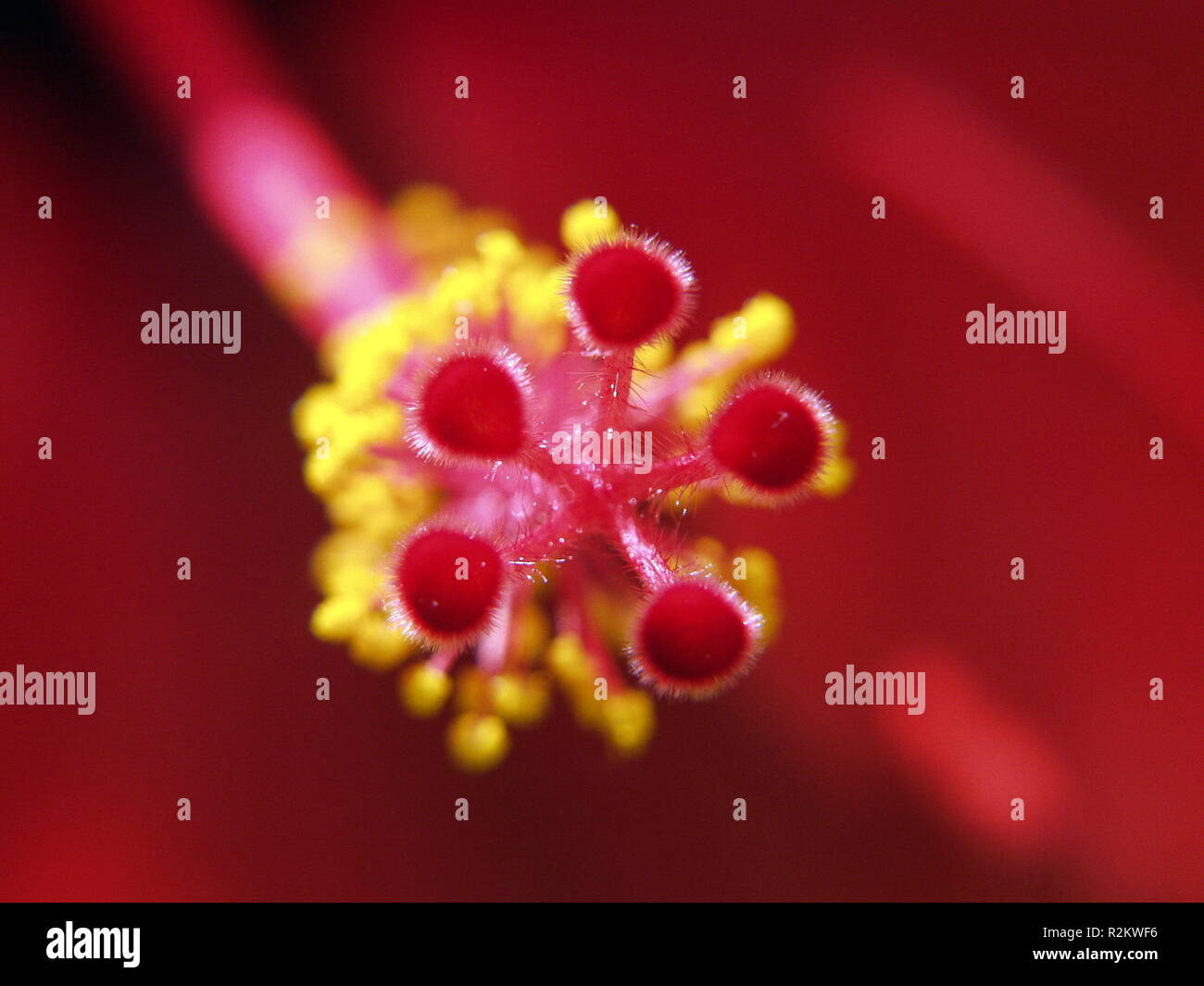 Tempio di hibiscus 3 Foto Stock