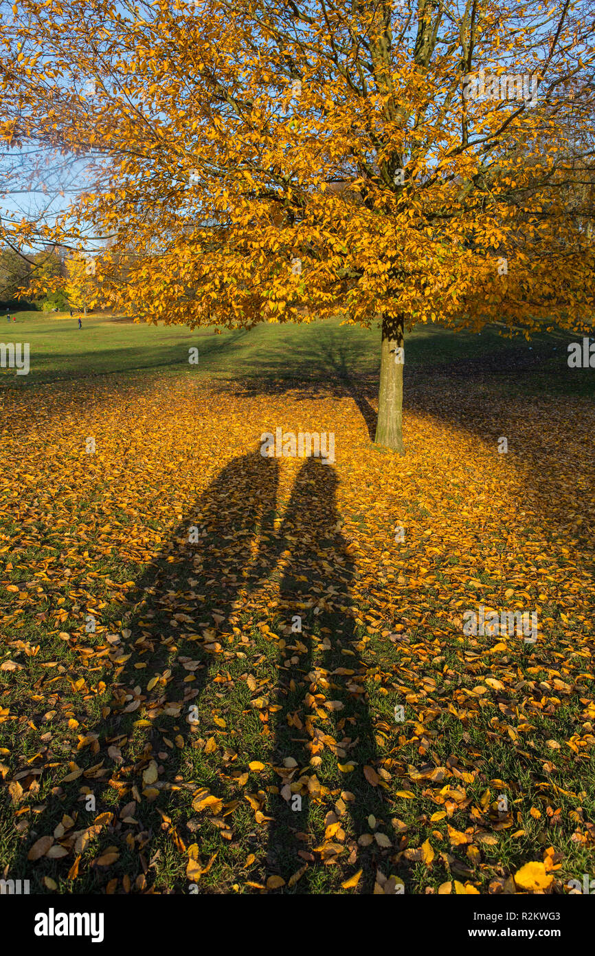 Lunga ombra di un uomo e di una donna sotto giallo autumn tree Foto Stock