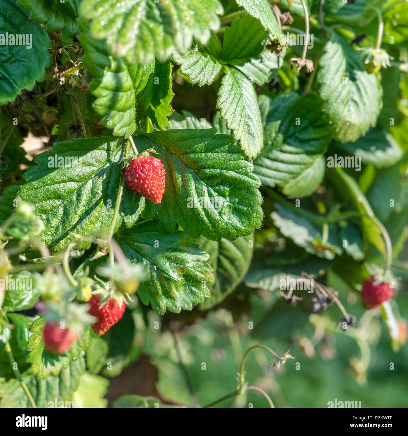 Boccola con rosso, mature fragole selvatiche Foto Stock